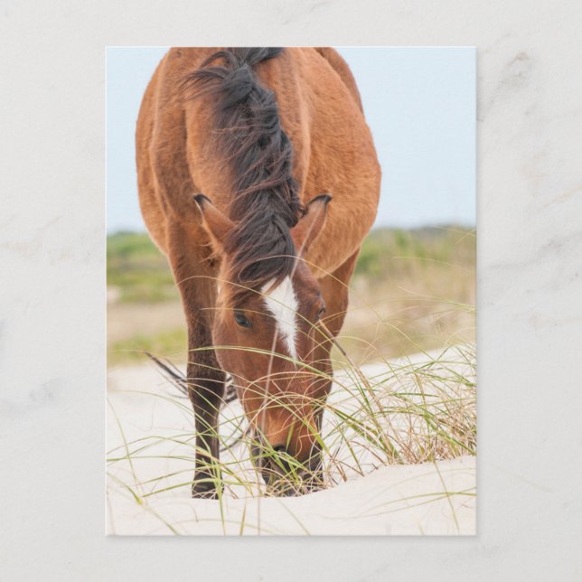 Carte Postale Mustangs sauvages ou chevaux Banker (Devant)