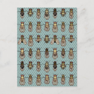 Carte Postale mutants de Drosophila