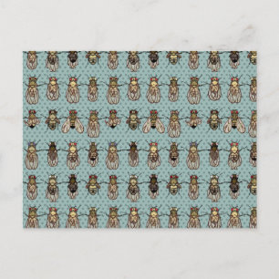 Carte Postale mutants de Drosophila