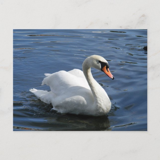 Carte postale Mute Swan (Devant)