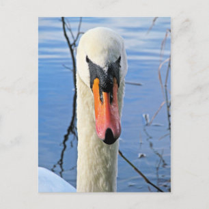 Carte Postale Mute Swan