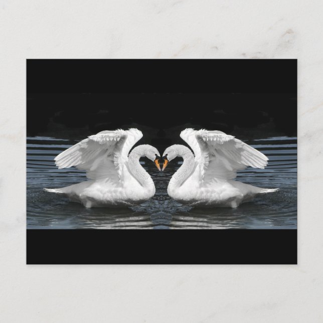 Carte Postale Mute White Swan Photo Mirror Image Effect (Devant)