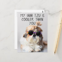 My Shih Tzu Est Glacière Que Vous Les Lunettes De 