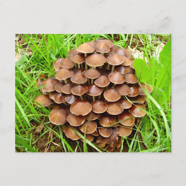 Carte postale Mycena inclinata Mushroom (Devant)