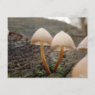 Carte postale Mycena inclinata Mushroom