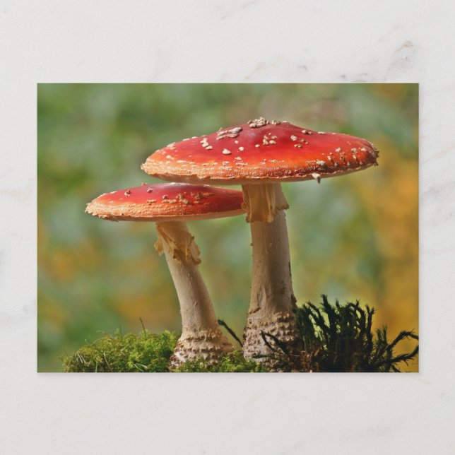 Carte Postale Mycoses (Devant)