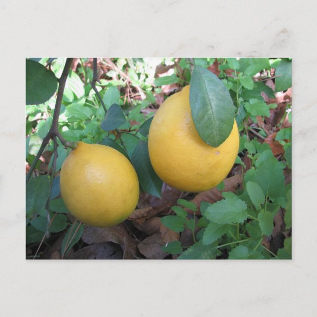 Carte Postale Myers Lemons (Devant)