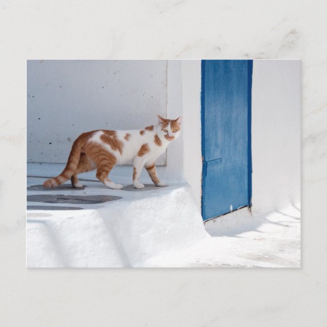 Carte Postale Mykonos cat - Postcard (Devant)