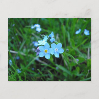 Carte Postale Myosotis (2)
