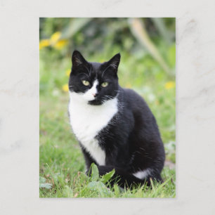 Carte Postale Myrdha le chat