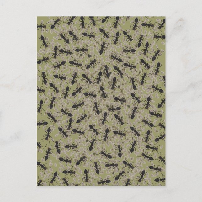 Carte Postale Myrmecophobie (Devant)