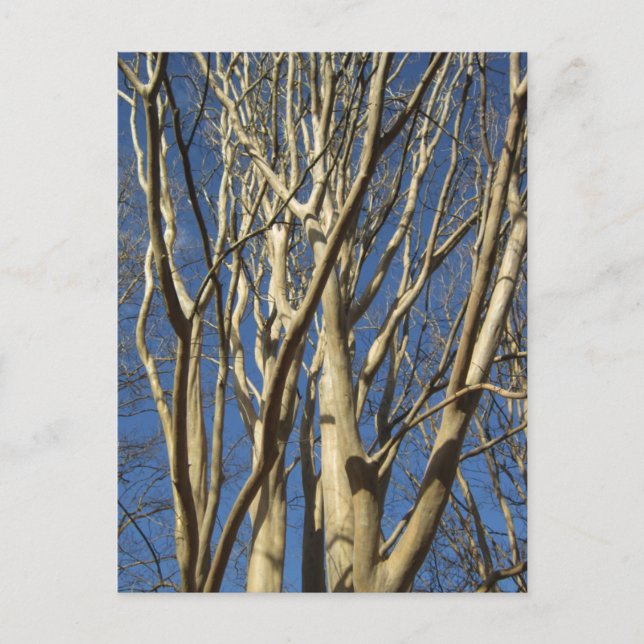 Carte Postale Myrte De Récit En Hiver (Devant)