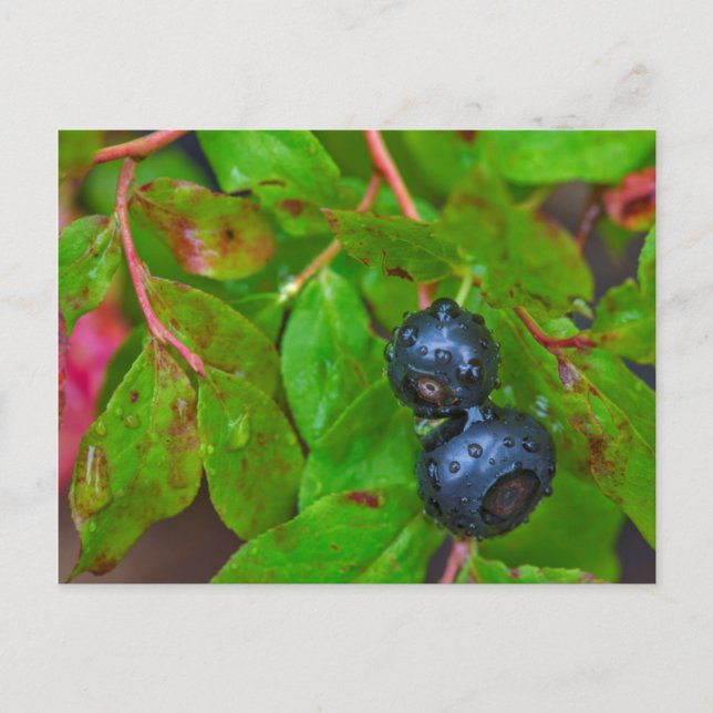 Carte Postale Myrtille mûre sous une pluie fine (Devant)