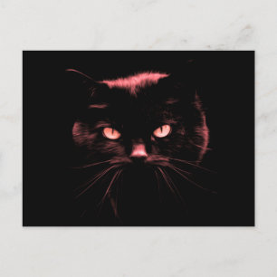 Carte Postale Mystérieux chat
