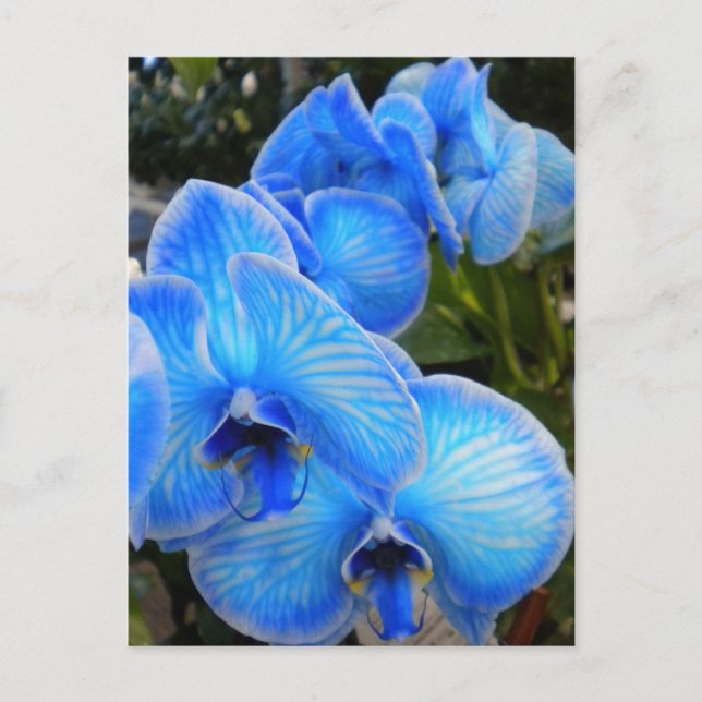 Carte postale mystique bleue d'orchidées (Devant)