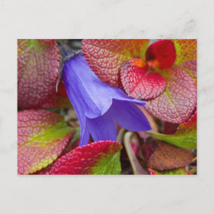 Carte Postale N.A., États-Unis, Alaska.  Campanule dans la tound