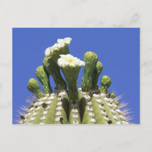 Carte Postale N.A., États-Unis, Arizona, Tucson, désert de Sonor