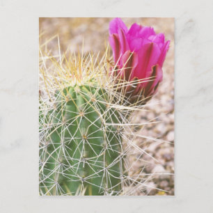 Carte Postale N.A., États-Unis, AZ, Phoenix, Desert Botanical