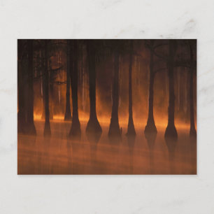 Carte Postale N.A., États-Unis, Géorgie, George Smith State Park