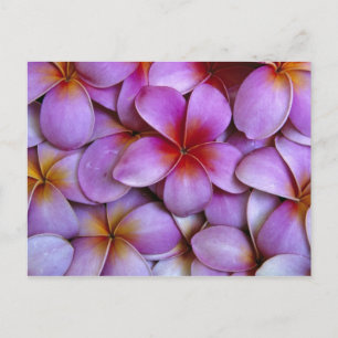 Carte Postale N.A., États-Unis, Maui, Hawaï. Fleurs de frangipan
