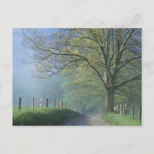Carte Postale N.A., États-Unis, Tennessee, Parc national des Smo