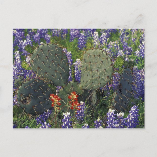 Carte Postale N.A., États-Unis, Texas, Cactus entouré de (Devant)