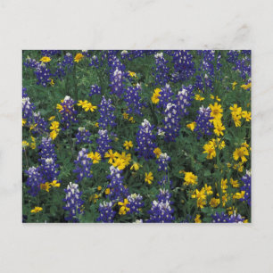 Carte Postale N.A, États-Unis, Texas, Marble Falls, Blue Bonnets