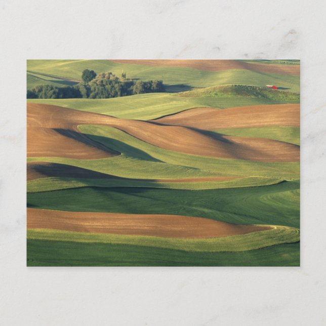 Carte Postale N.A., États-Unis, Washington, comté de Whitman. (Devant)