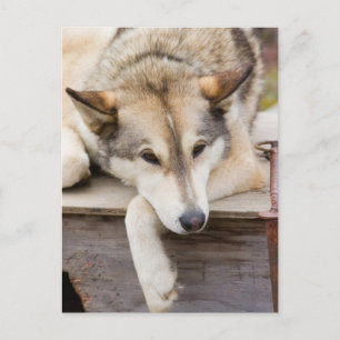 Carte Postale N.A., USA, Alaska. Chiens Husky