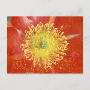 Carte Postale N.A., USA, Arizona, Casa Grande, NM, Désert