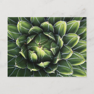 Carte Postale N.A., USA, Arizona, Tucson, Sonora Desert