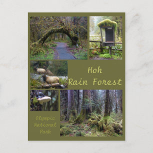 Carte Postale N.P. olympique (Forêt de pluie Hoh 2)