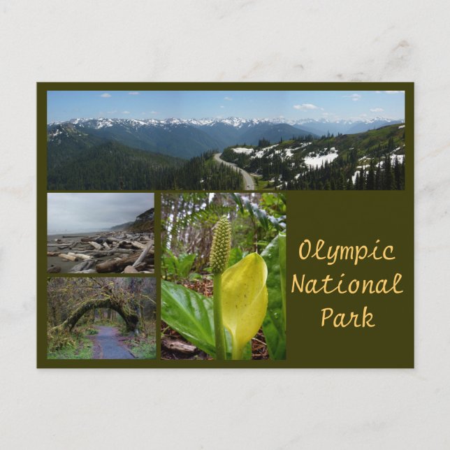 Carte Postale N.P. olympique (Hurricane Ridge, Kalaloch, Hoh) (Devant)