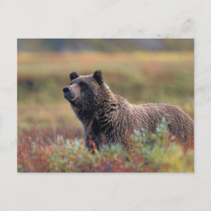 Carte Postale NA, États-Unis, Alaska, Denali NP, Grizzly