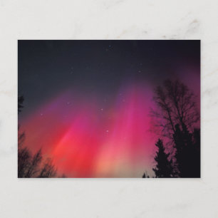 Carte Postale NA, États-Unis, Alaska, Fairbanks, Rideaux de rose