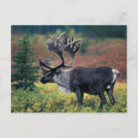 NA, États-Unis, Alaska, Parc national Denali, Cari
