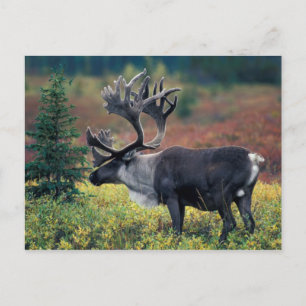 Carte Postale NA, États-Unis, Alaska, Parc national Denali, Cari