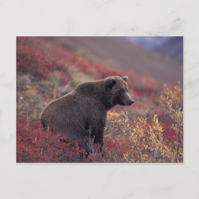 Carte Postale NA, États-Unis, Alaska, Parc national Denali. Une  (Devant)