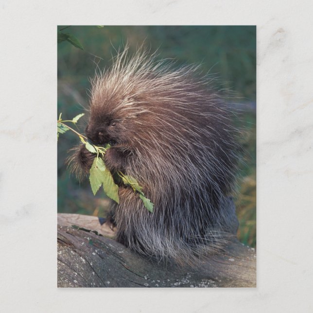 Carte Postale NA, États-Unis, Alaska, Porcupine captif (Devant)