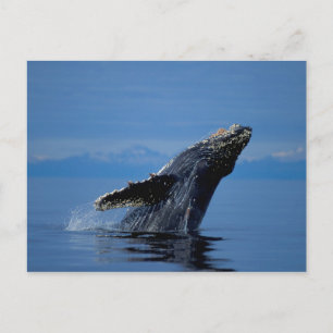 Carte Postale NA, États-Unis, Alaska, Sud-Est de l'Alaska, Intér