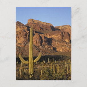 Carte Postale NA, États-Unis, Arizona. Organ Pipe Cactus Nationa