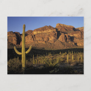 Carte Postale NA, États-Unis, Arizona. Organ Pipe Cactus Nationa