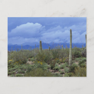 Carte Postale NA, États-Unis, Arizona, Saguaro National Monument