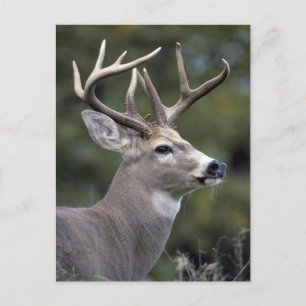 Carte Postale NA, États-Unis, État de Washington, Cerf à queue b