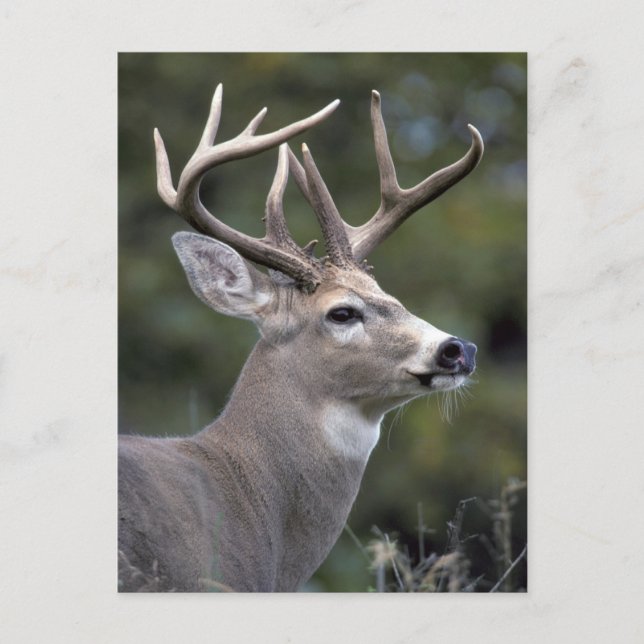 Carte Postale NA, États-Unis, État de Washington, Cerf à queue b (Devant)
