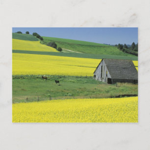 Carte Postale Na, Etats-Unis, Idaho, près de Potlatch, de canola