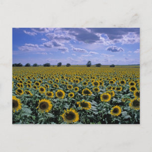 Carte Postale NA, États-Unis, Kansas, culture de tournesol