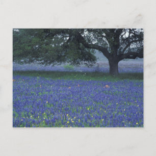 Carte Postale NA, Texas, Devine, Chêne et bleuets