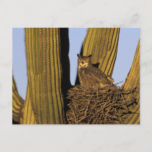 Carte Postale NA, USA, Arizona, Tucson. Grande chouette à cornes