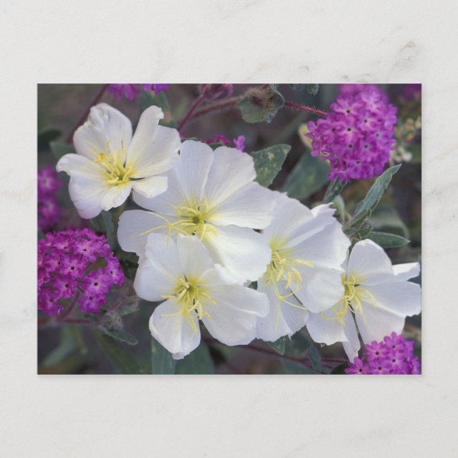 Carte Postale NA, USA, Californie, Anza Borrego Desert State (Devant)